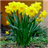 Daffodils Live Wallpaper icon