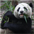 Adorable Pandas Live Wallpaper icon
