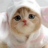 Kute Kittens icon