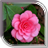 Camellias Live Wallpaper icon