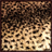 Leopard Print Wallpaper App icon