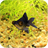 3D Goldfish Aquarium LIve Wallpaper 16