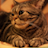 Cat Wallpaper icon