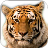 How to Draw a Tiger APK Download