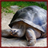 Giant Turtles Wallpaper App icon
