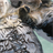 Cute Otters Wallpaper! APK Download