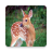 Deer Wallpapers icon
