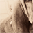 Bloodhound Dogs Wallpaper! icon