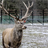 Elk Antlers Wallpaper! APK Download