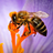 Bees wallpapers icon