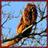 Howler Monkeys Wallpaper App icon