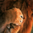 Descargar Lion Wallpapers HD