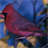 Cardinal Birds Wallpaper! icon