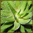 Agave Plants Wallpaper App icon