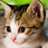 iSlider Kittens APK Download