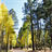 Aspen Trees Wallpaper! APK Download
