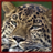Leopards Wallpaper App icon