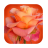 994 Flowers Live Wallpapers icon