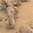 Descargar Cute Prairie Dogs Wallpaper!
