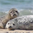 Cute Seals Wallpaper! icon