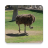 Don Ostrich Wallpapers icon