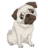 Daily Pug icon