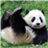 Cute Panda Wallpapers icon