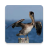 Don Pelican Wallpapers icon