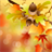 Autumn Leaves Fall Season icon