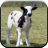 BabyLamb Sounds for Kids icon
