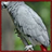 Grey Parrots Wallpaper App icon