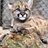 Baby Cougar Kittens Wallpaper! icon