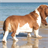 Cute Basset Hounds Wallpaper! icon