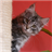 Maine Coons Live Wallpaper icon