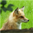 Foxes Live Wallpaper icon