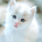 Kittens 9 APK Download