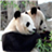 Cool Panda Wallpapers icon