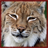 Lynx Cats Wallpaper App icon