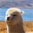 Cute Alpacas Wallpaper! icon