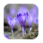 1061 Flowers Live Wallpapers icon