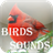 BirdsSounds icon