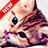 Kitten Wallpaper icon