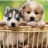 Cute Puppy Wallpapers HD icon