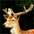 Deer Wallpaper icon