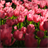 tulip wallpaper Red and pink tulip Red and pink tulip version 1.4