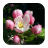 Blossom Wallpapers icon