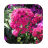 1032 Flowers Live Wallpapers icon