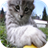 cat Pictures wallpaper icon