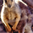 Cute Wallaby Wallpaper! icon