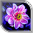Magic Flowers Live Wallpaper icon